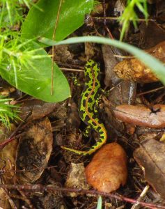 Amphibians of Extremadura