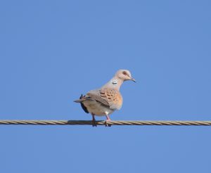 Streptopelia turtur