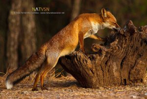 Carnivores of Extremadura