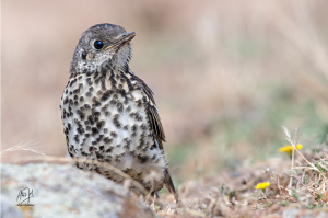 Turdus viscivorus