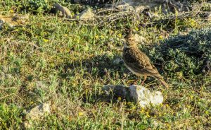 Steppe birds