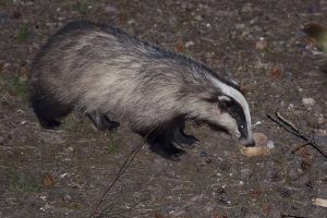 Carnivores of Extremadura