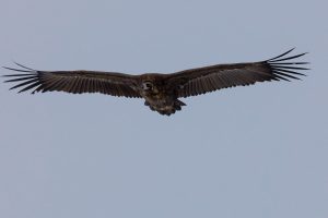 Rapaces de Extremadura