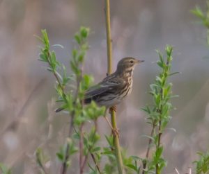 Mediterranean mountain birds