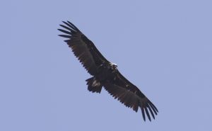 Cinereus vulture flying