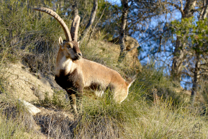 large herbivores of Extremadura
