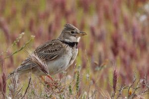 Steppe birds