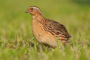 Steppe birds