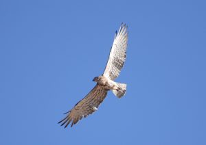 Aves de Extremadura