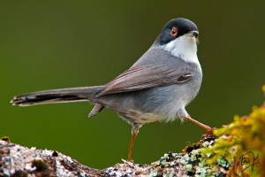 Sylvia melanocephala