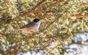 Mediterranean mountain birds