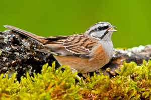 Mediterranean mountain birds