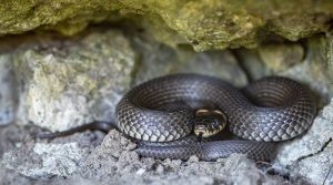 Reptiles of Extremadura