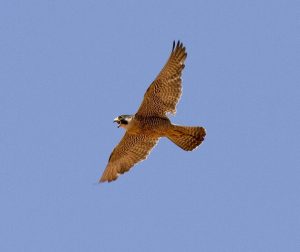 Diurnal raptors of Extremadura