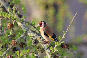 Carduelis carduelis