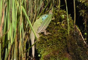 Reptiles of Extremadura