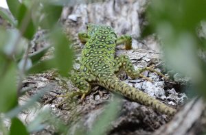 Reptiles de Extremadura