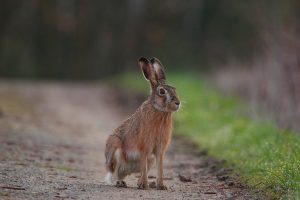 Lepus granatensis