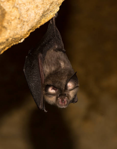 Rhinolophus hipposideros