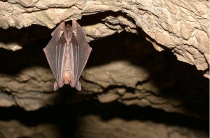 Myotis myotis