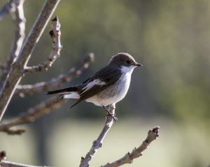 Mountain birds of Extremadura