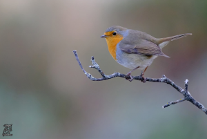 Erithacus rubecula