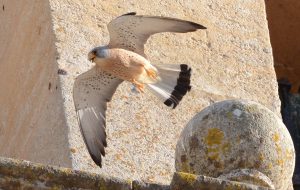 Diurnal raptors of Extremadura