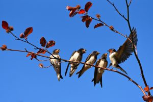 Mediterranean mountain birds