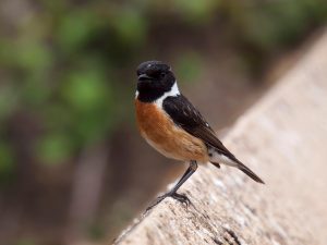 Steppe birds