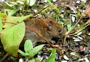 Rodents of Extremadura