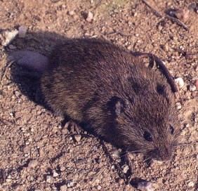 Rodents of Extremadura