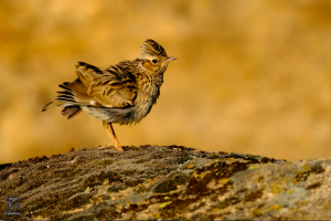 Steppe birds