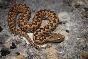 Vipera latastei