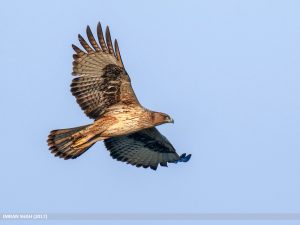 Aquila fasciata