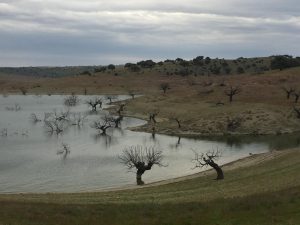 Creek full of holm oaks