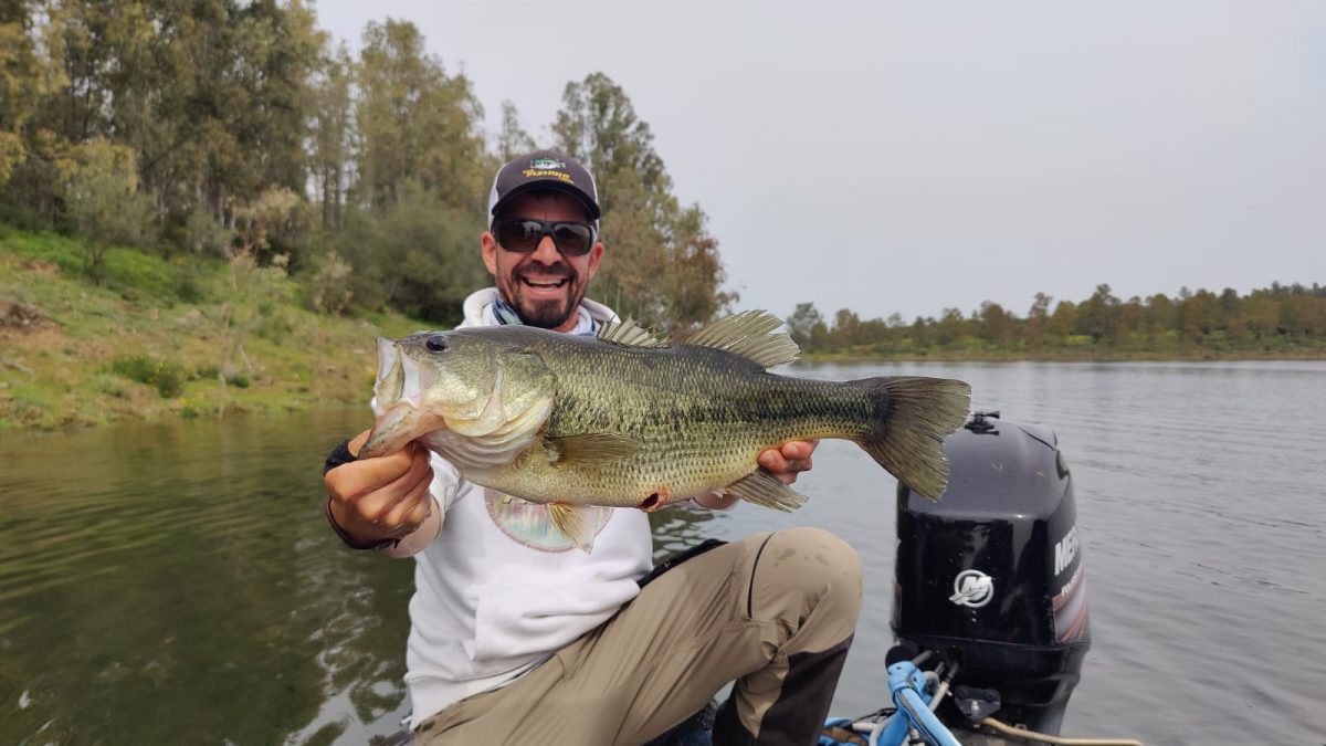 Black bass prespawn