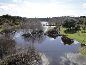 Submerged vegetation