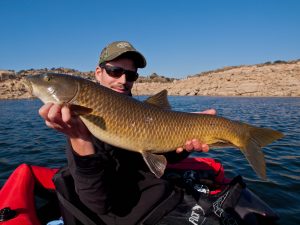 Common barbel in winter