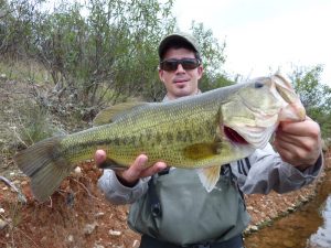 black bass Almaraz