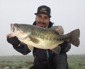 Black bass Sierra Brava