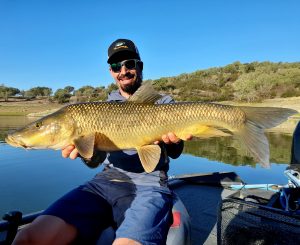 Big iberian barbel