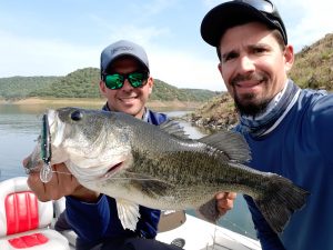 Postspawn black bass