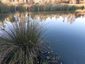 Fishing in gravel pits