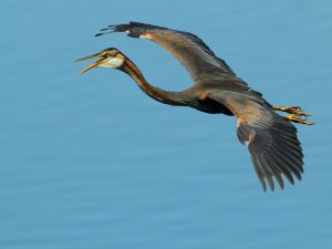 Ardea purpurea, lugares para ver aves