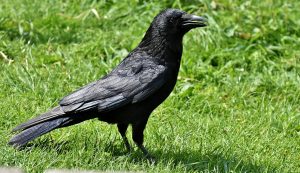 Corvus corone