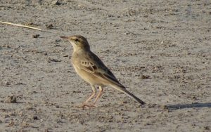 Anthus campestris