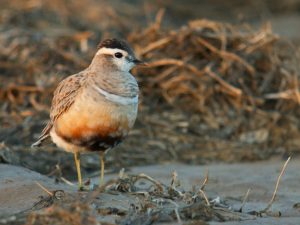 Charadrius morinellus