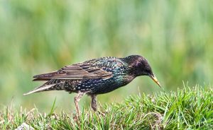 Sturnus vulgaris