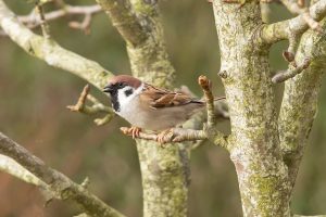 Passer montanus