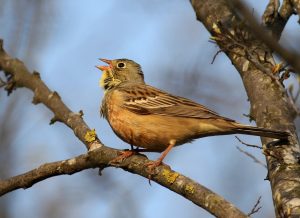 Emberiza hortulana